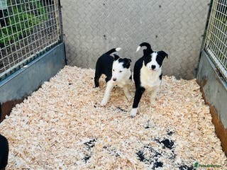 Border Collie dogs READY NOW border collie puppies one girl two boys - Advert 1