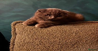 Scottish Fold cats - Advert 3
