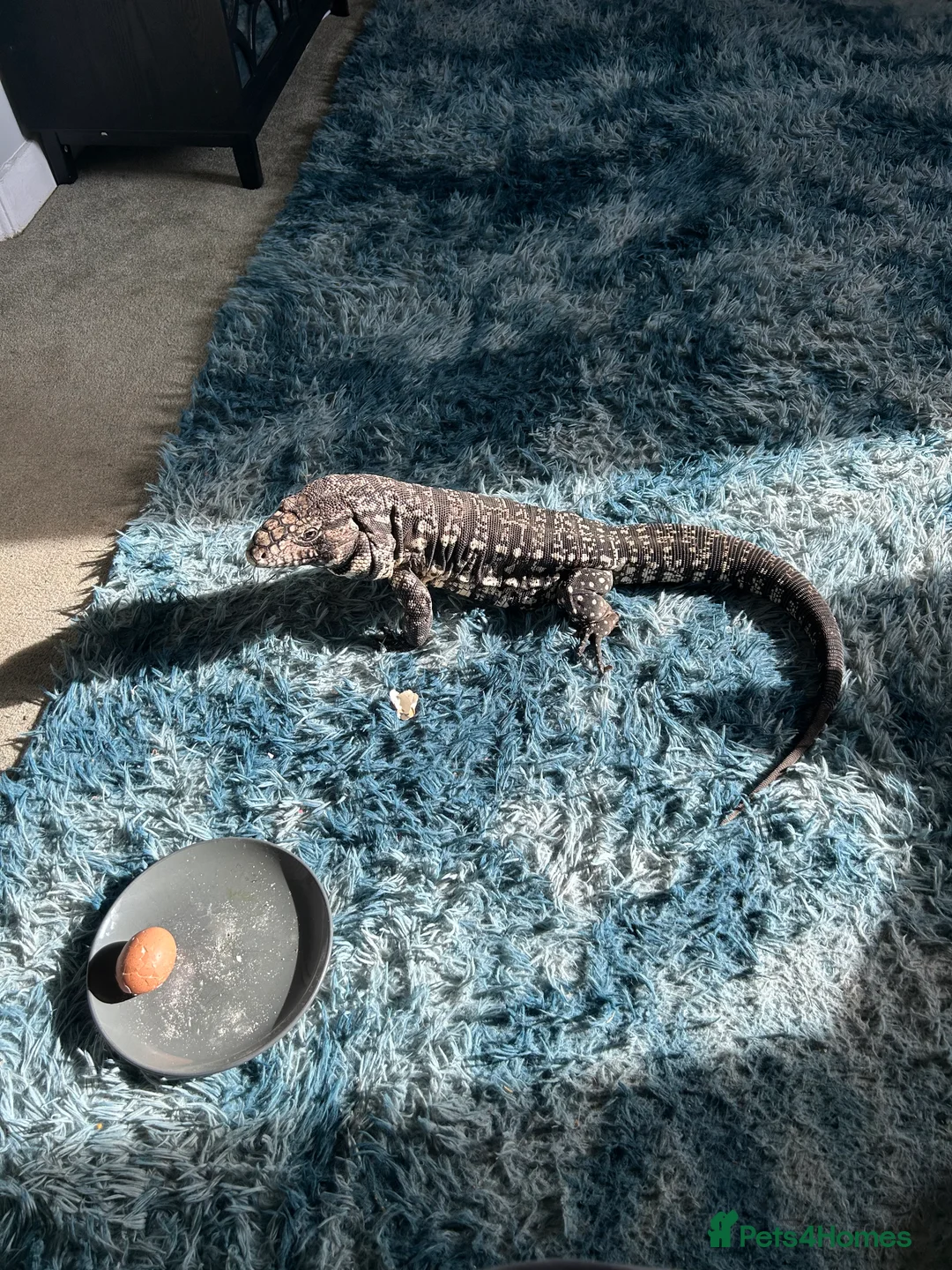 Monitor reptiles for sale: Tegu  - Advert 1