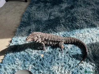 Monitor reptiles Tegu - Advert 2