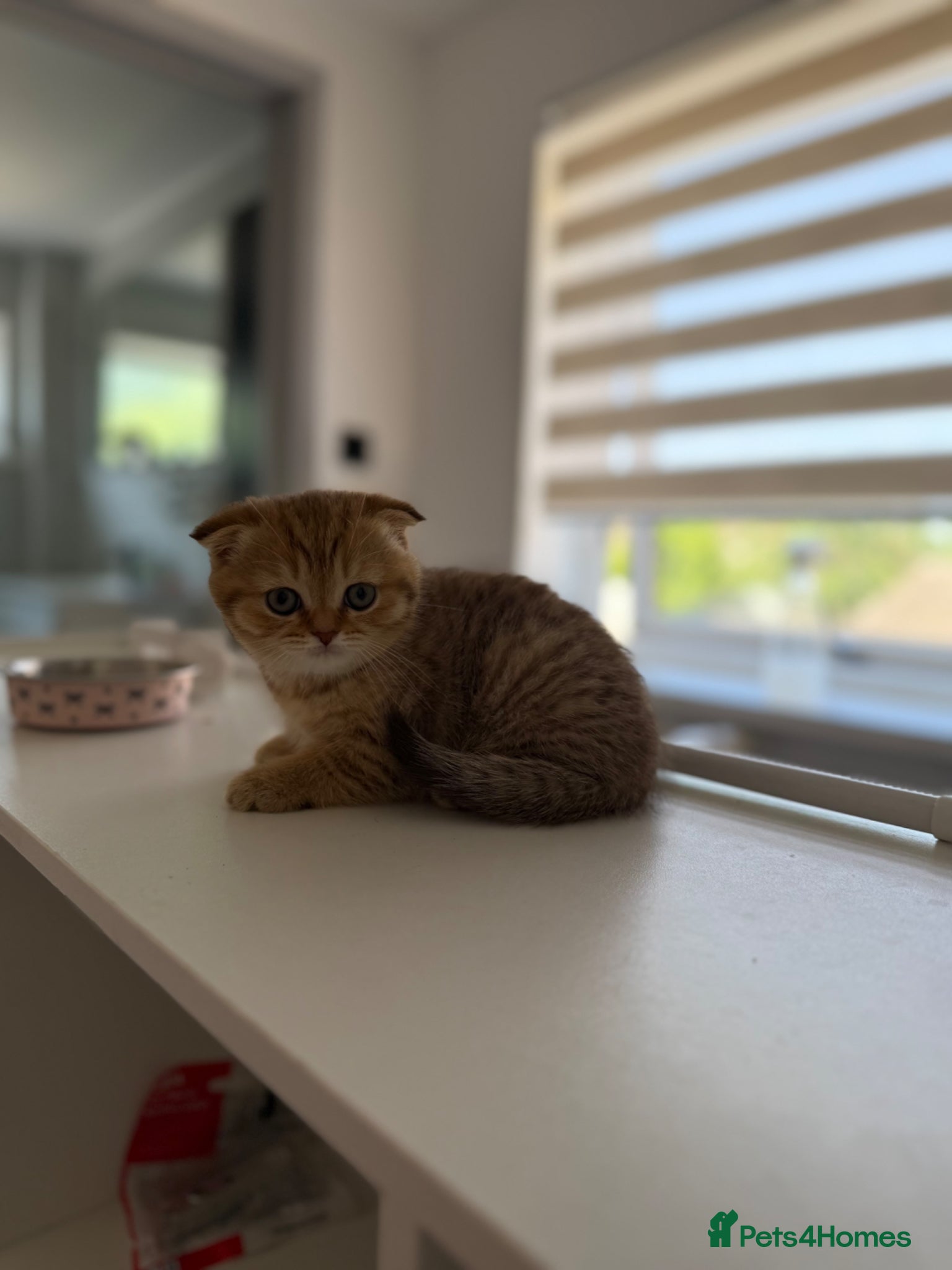 Scottish Fold cats Ready to leave today !!🥰🥰 - Advert 2