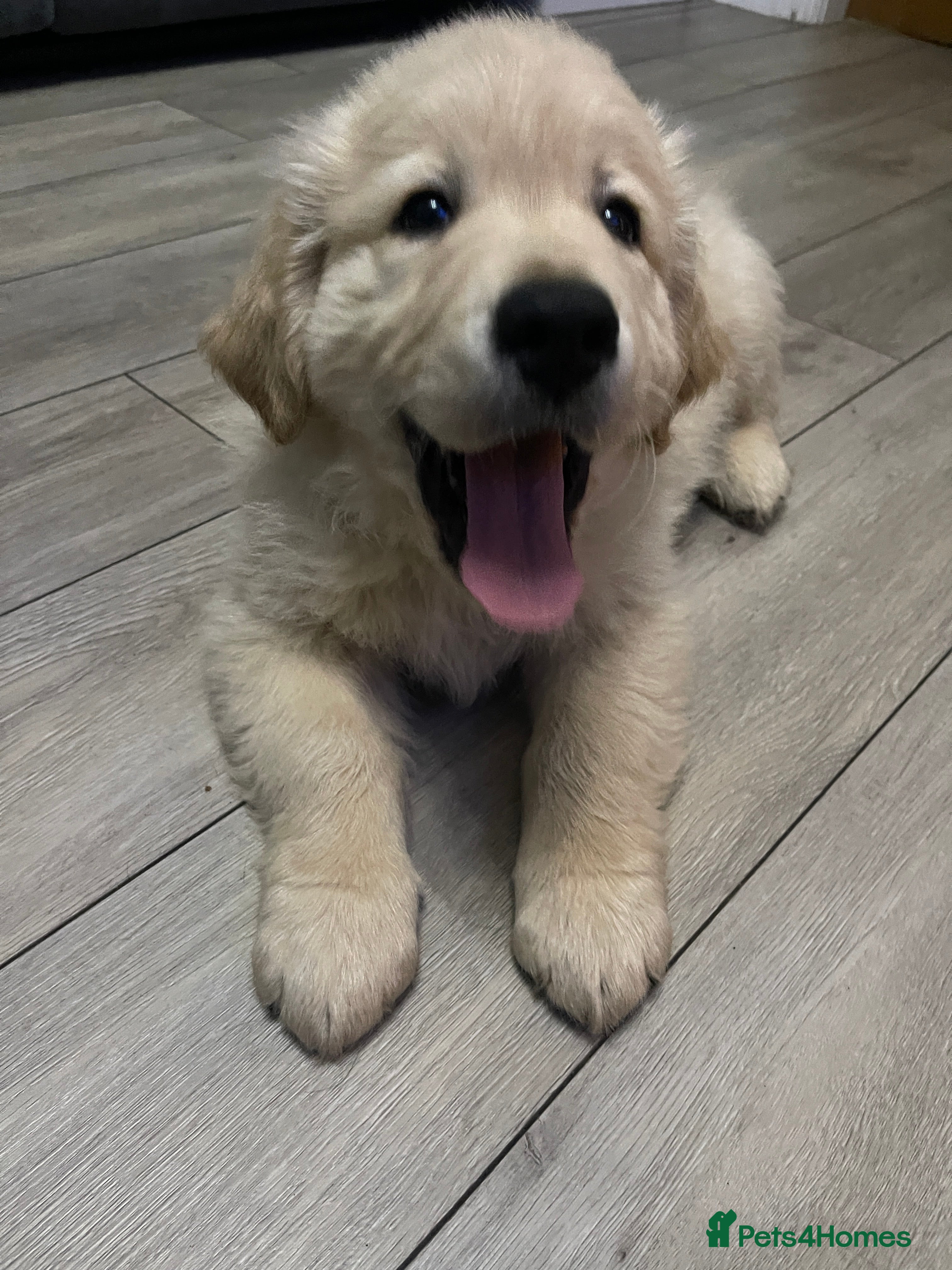 Golden Retriever dogs Perfectly Awesome Golden Retrievers  - Advert 17