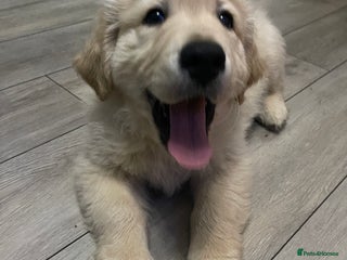 Golden Retriever dogs Perfectly Awesome Golden Retrievers - Advert 17