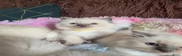 Ragdoll cats for sale: Four Stunning GCCF Registered Girls - Advert 9