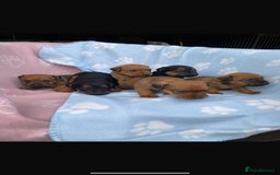 Lakeland Terrier dogs for sale: Lakeland terrier puppies for sale - Image 1