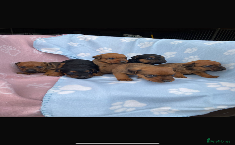 Lakeland Terrier dogs - Advert 1