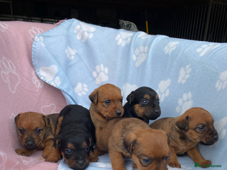 Lakeland Terrier dogs - Advert 1