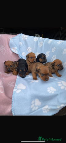 Lakeland Terrier dogs - Advert 1