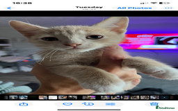 Mixed Breed cats for sale: 2 kittens left ready now! - Image 4