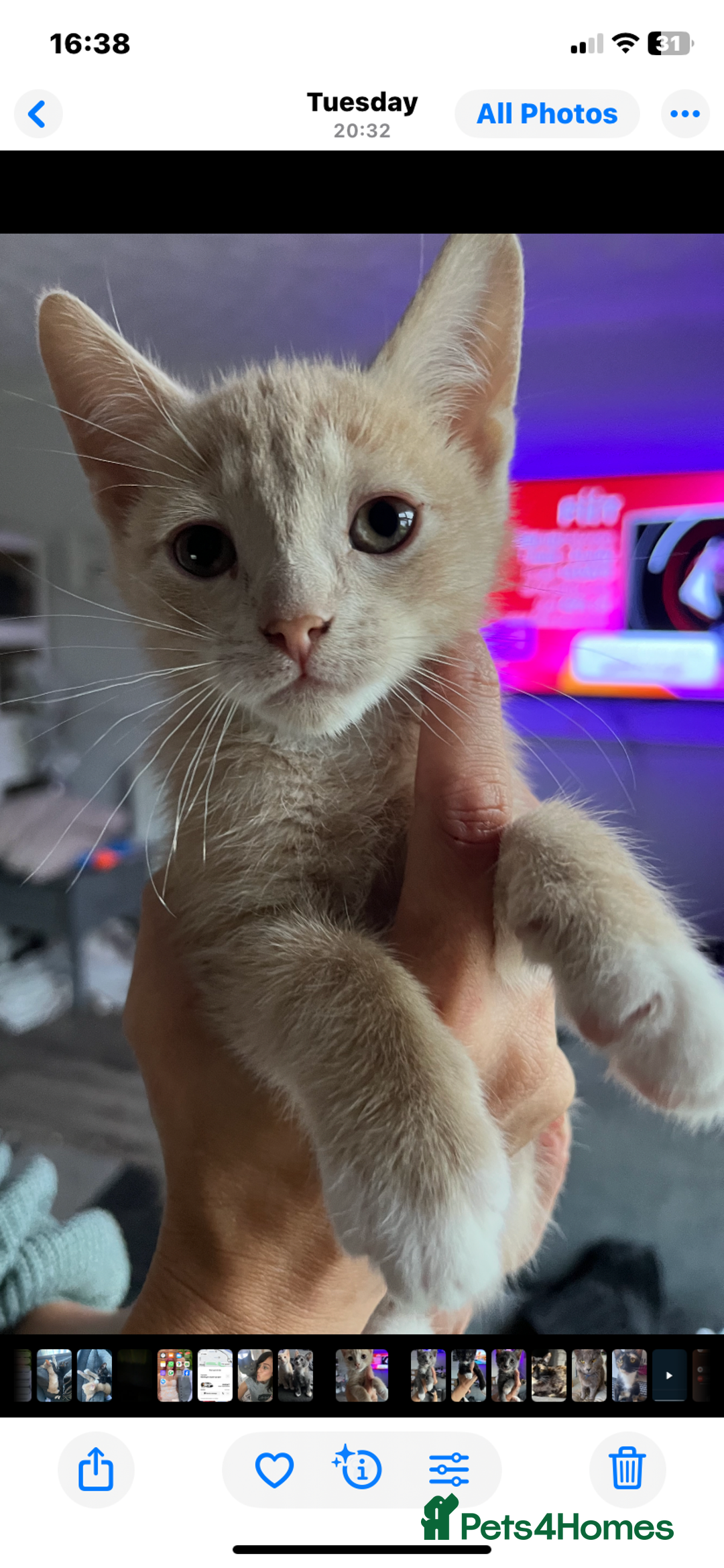 Mixed Breed cats for sale: 2 kittens left ready now! - Image 4