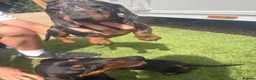 Miniature Dachshund dogs for sale: 2 beautiful dachshunds puppy’s  - Advert 7