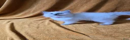 Ragdoll cats for sale: Beautiful pure Ragdoll kittens  - Advert 7
