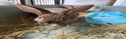 New Zealand rabbits for sale: New Zealand babies  - Advert 9