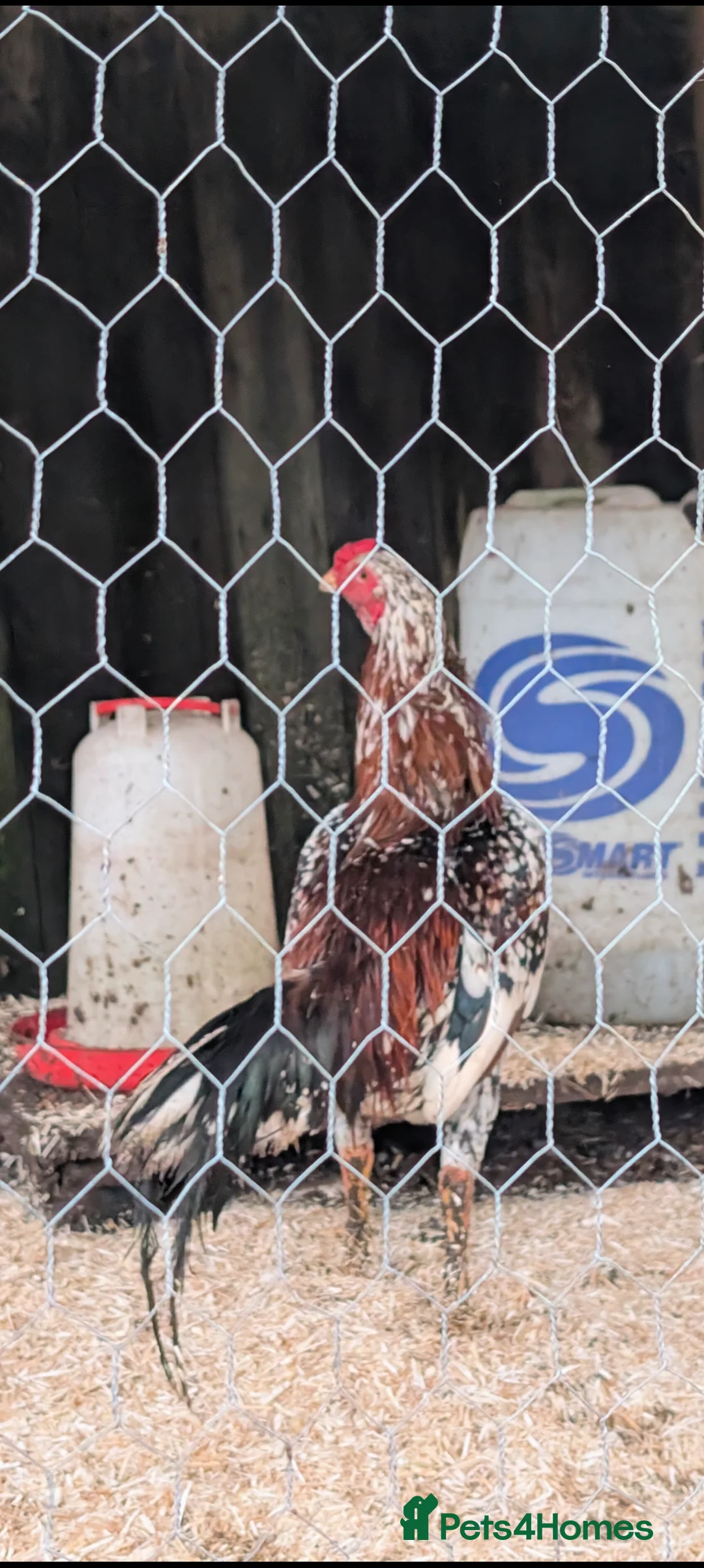 Chickens poultry for sale: Aseel x shamo in Keighley - Advert 1