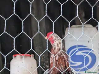 Chickens poultry Aseel x shamo in Keighley - Advert 1