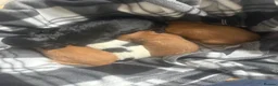 Mixed Breed dogs for sale: Sproodle puppies  - Advert 17
