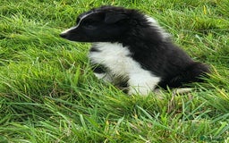 Mixed Breed dogs for sale: 7 Lovely Puppies 2Blue Merle and 5 border Collies. - Image 12