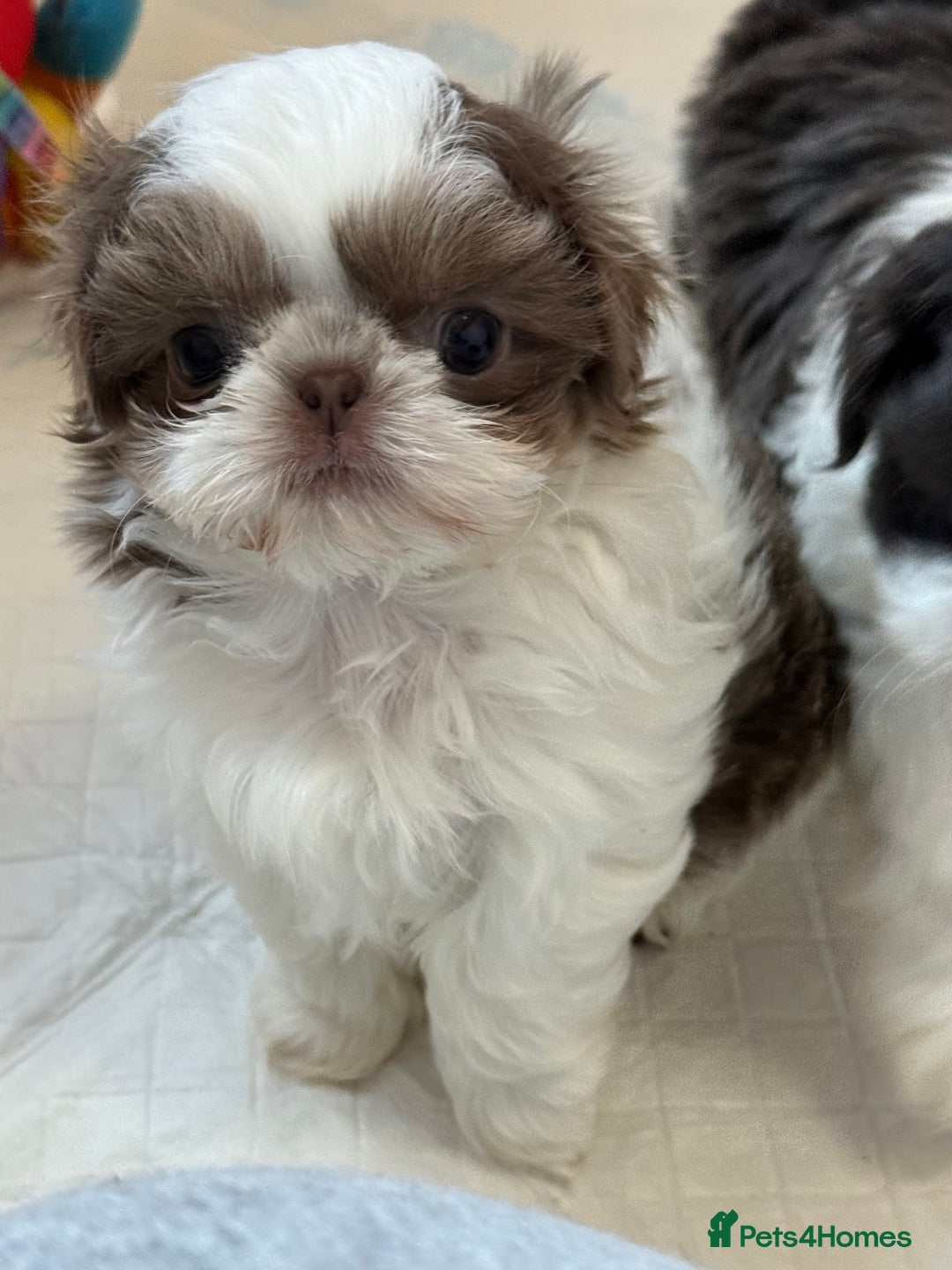 Shih Tzu dogs for sale: Imperial Shih Tzu – Last Puppy Reduced price  - Advert 8
