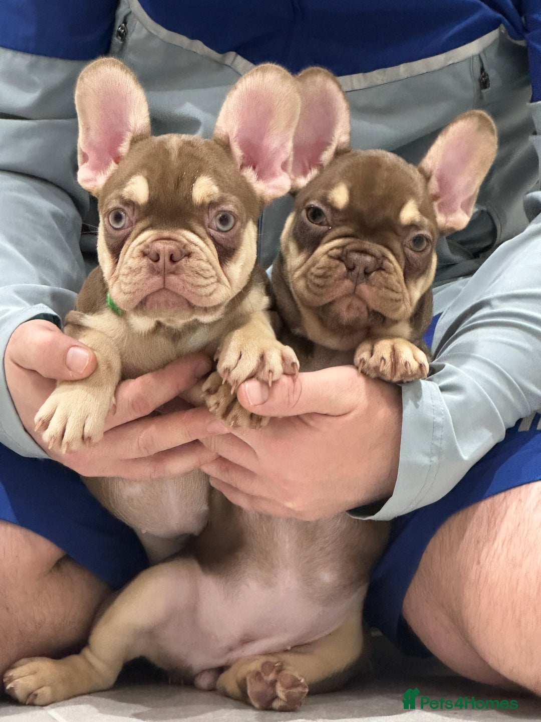 French Bulldog dogs for sale: French bulldog  - Image 9