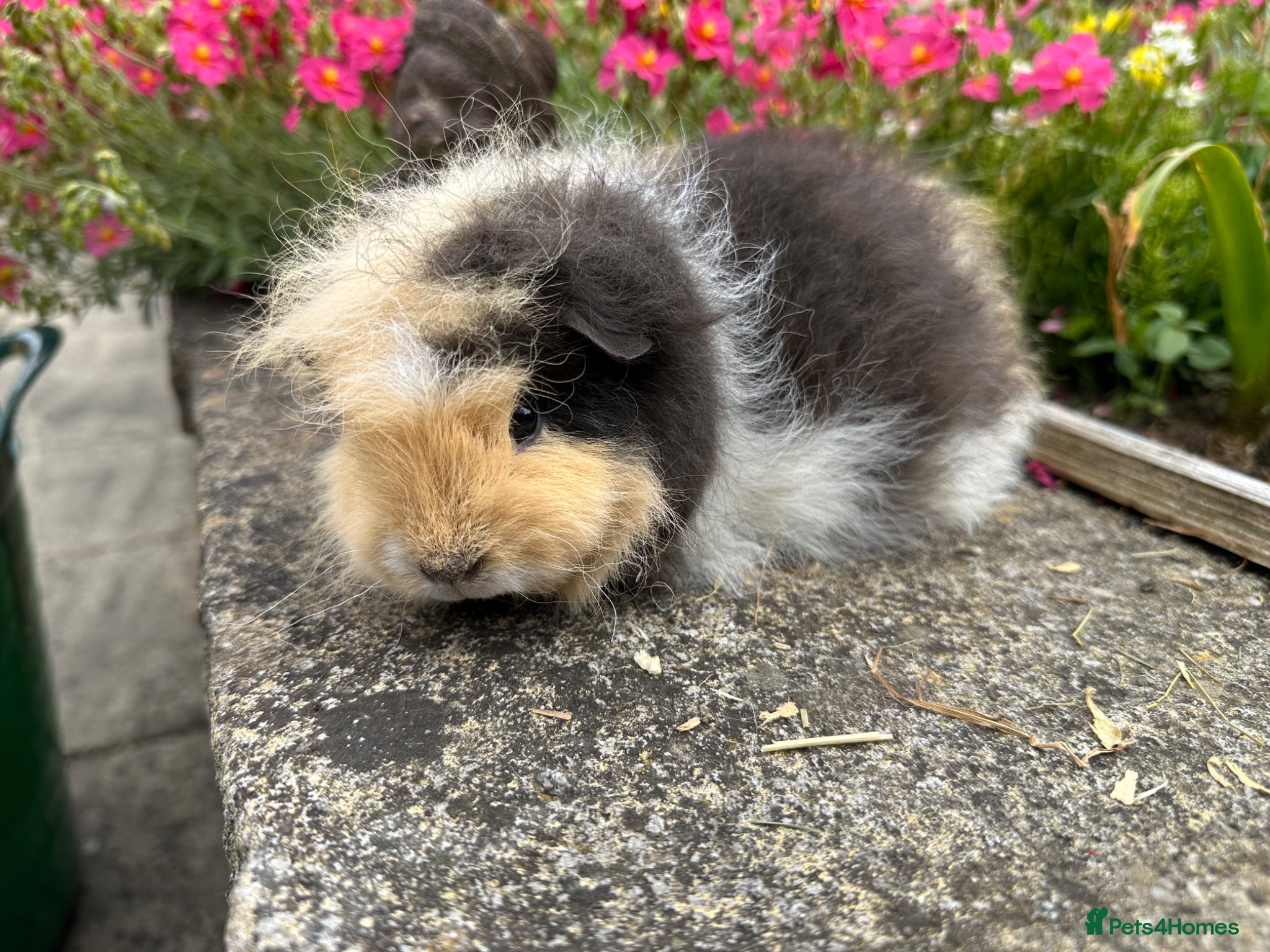 Guinea Pig rodents Beautiful Swiss sows (female)  - Advert 2