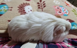 Guinea Pig rodents for sale: Two Stunning Sheltie Sows - Image 19