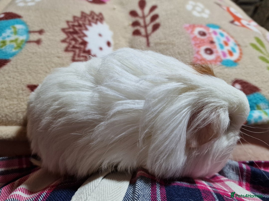 Guinea Pig rodents for sale: Two Stunning Sheltie Sows - Image 19