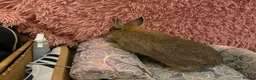 Netherland Dwarf rabbits for sale: Netherland boy rabbit for sale - Advert 2