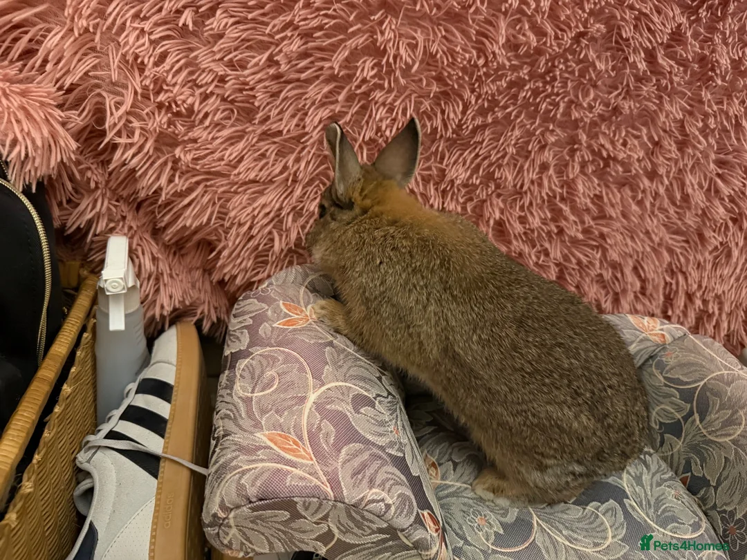 Netherland Dwarf rabbits for sale: Netherland boy rabbit for sale - Advert 2