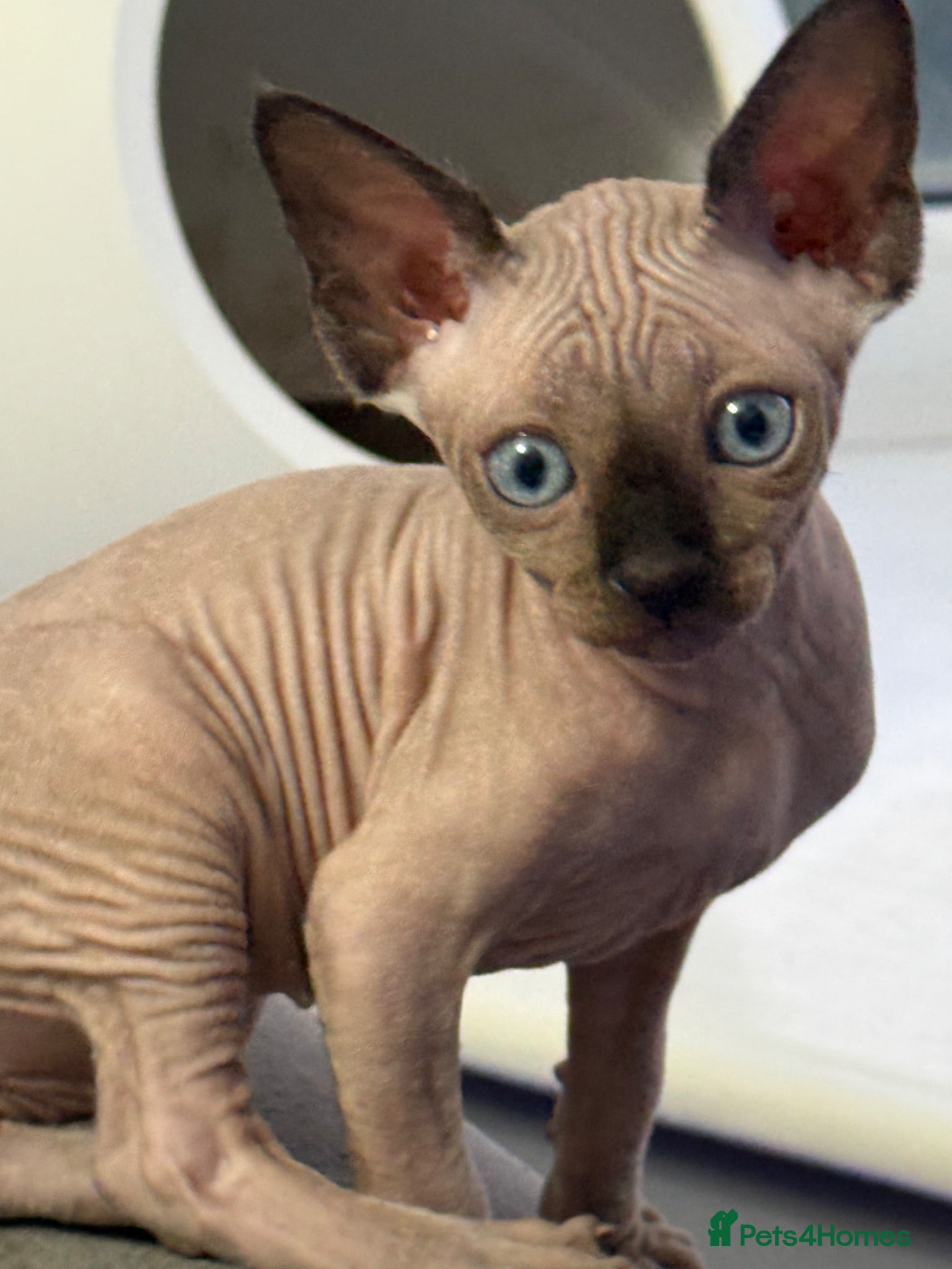 Sphynx cats sphynx canadian kittens ready to leave now  - Advert 1