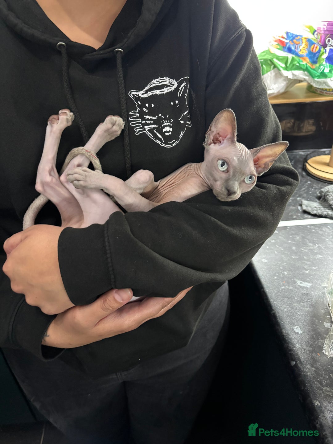 Sphynx cats for sale: Sphynx Kitten - Advert 9