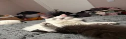 Mixed Breed cats for sale: Casper 1 year and one month old male in Chatham - Advert 4