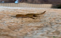 Gecko reptiles for sale: Crested gecko with enclosure  - Image 2