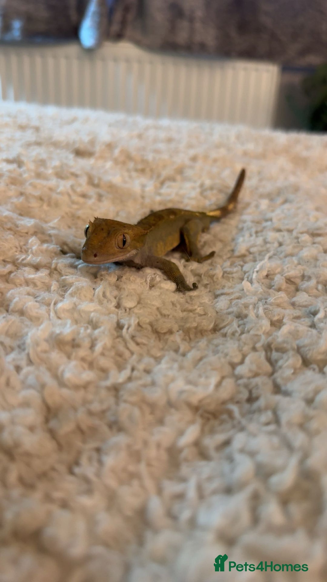 Gecko reptiles for sale: Crested gecko with enclosure  - Image 2