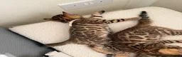 Bengal cats for sale: ✨ Pedigree Rosetted Bengal Kittens - Ready Soon✨ - Advert 10