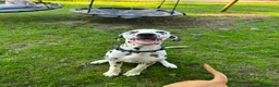 Dalmatian dogs for sale: Beautiful 2-Year-Old Male Dalmatian  - Advert 10