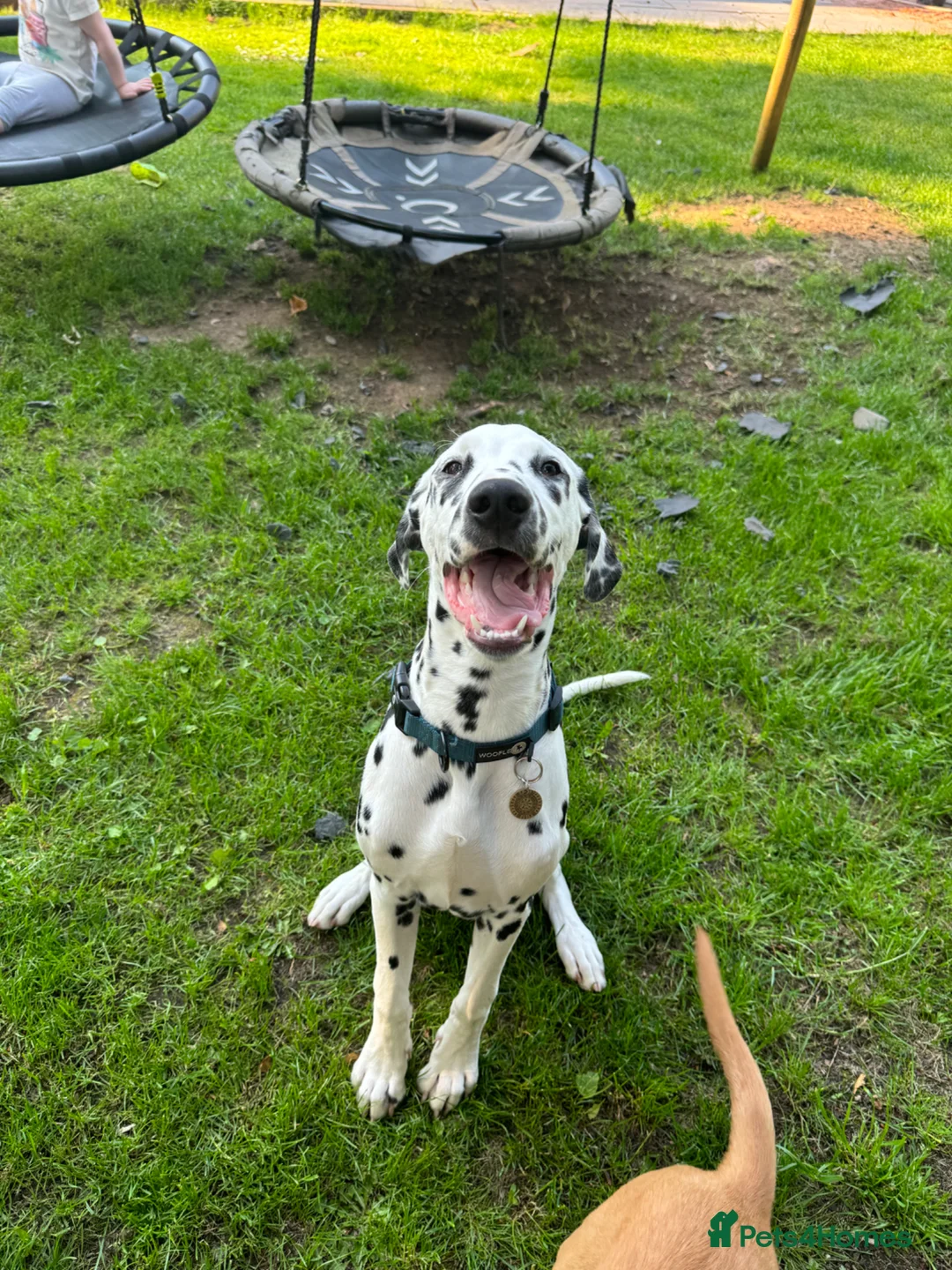 Dalmatian dogs for sale: Beautiful 2-Year-Old Male Dalmatian  - Advert 10
