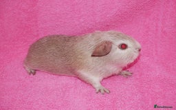Guinea Pig rodents for sale: Baby male guinea pigs for sale - Image 3