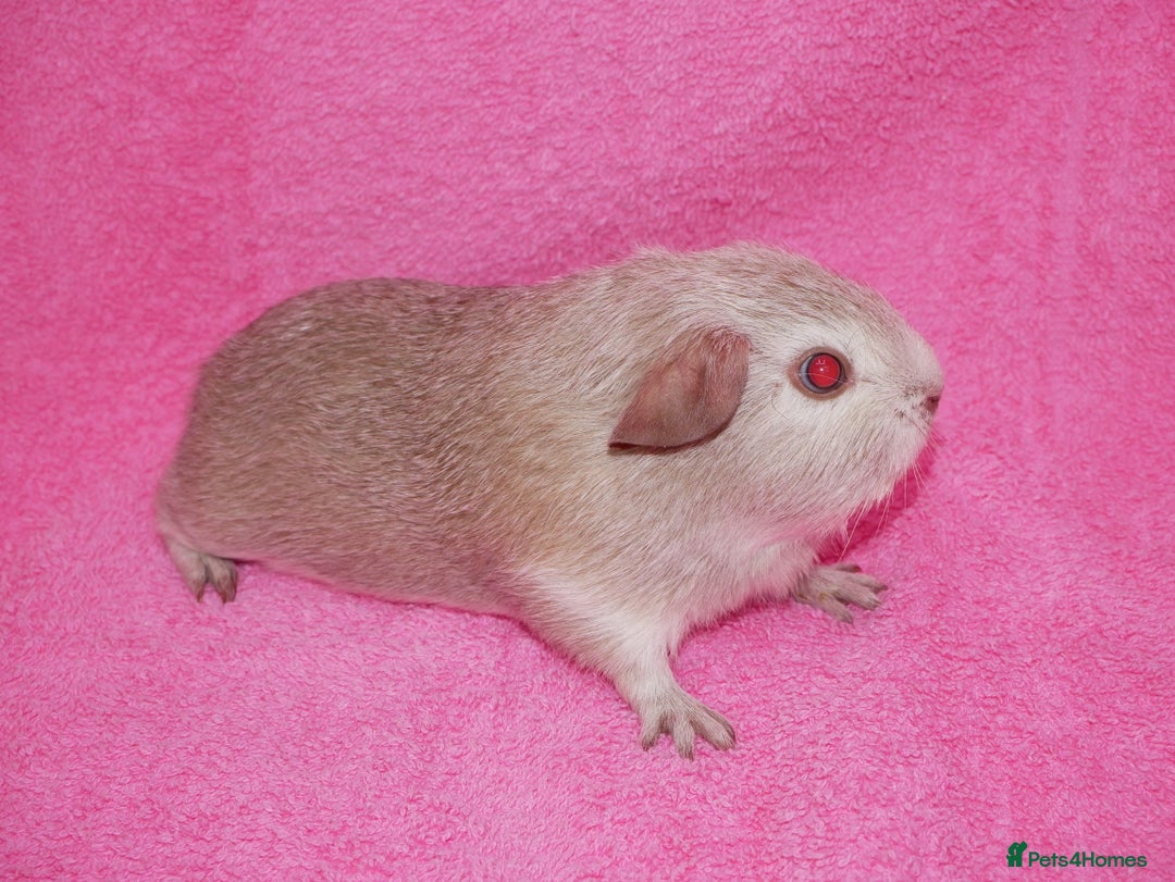 Guinea Pig rodents for sale: Baby male guinea pigs for sale - Image 3