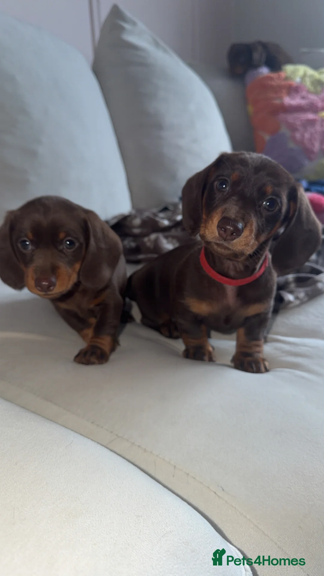 Miniature Dachshund dogs for sale: 2 female miniature dachshunds for sale💗🐶 - Advert 2