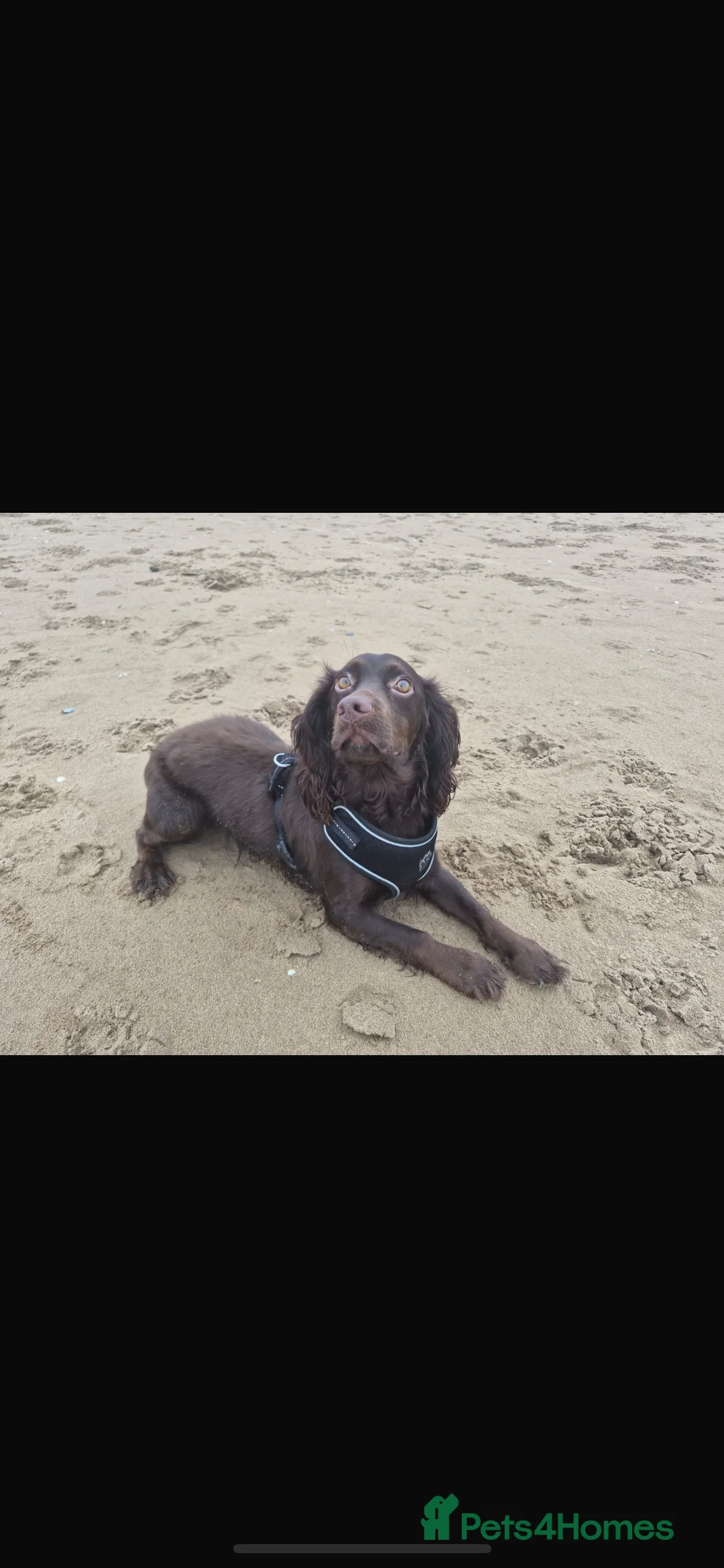 Cocker Spaniel dogs for sale: Working cocker spaniel. - Advert 3