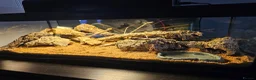 Gecko reptiles for sale: 2 female viper geckos + full setup in London - Advert 10