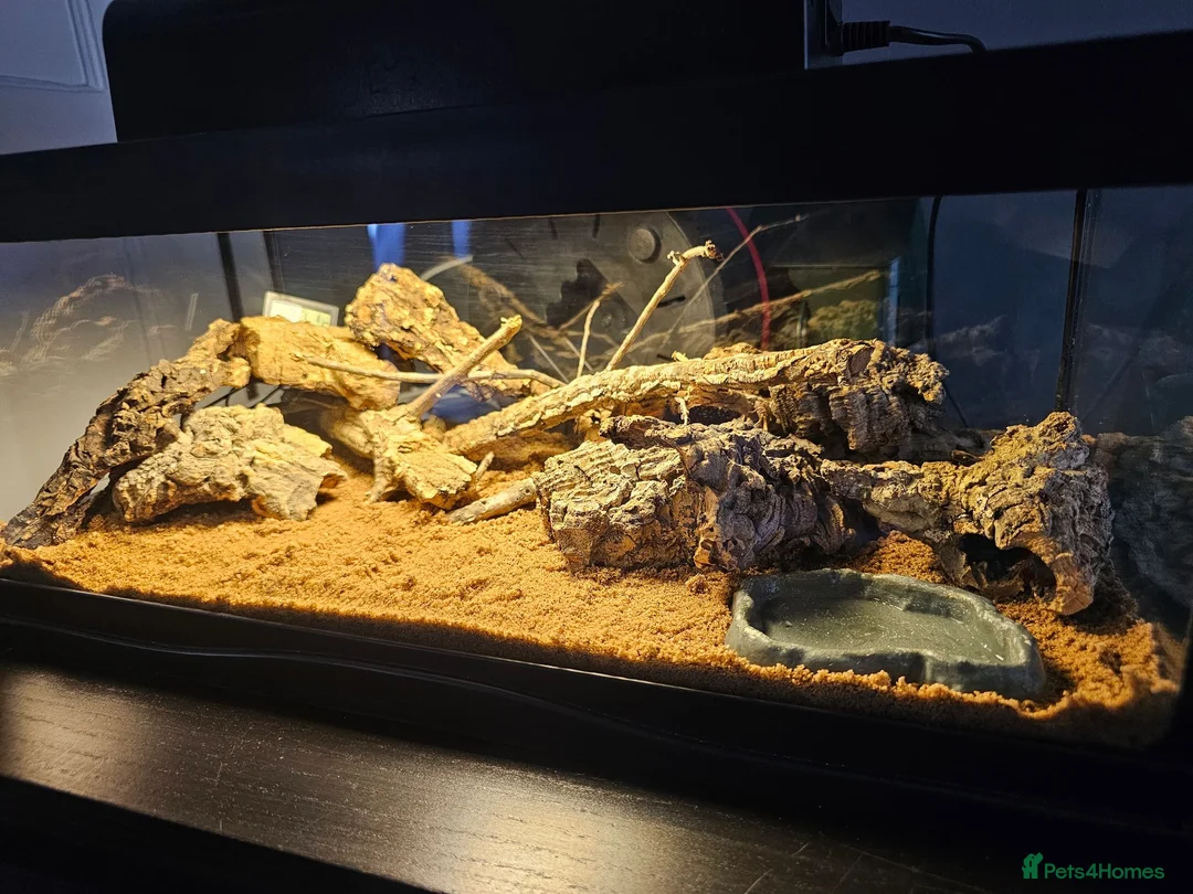 Gecko reptiles for sale: 2 female viper geckos + full setup in London - Advert 10