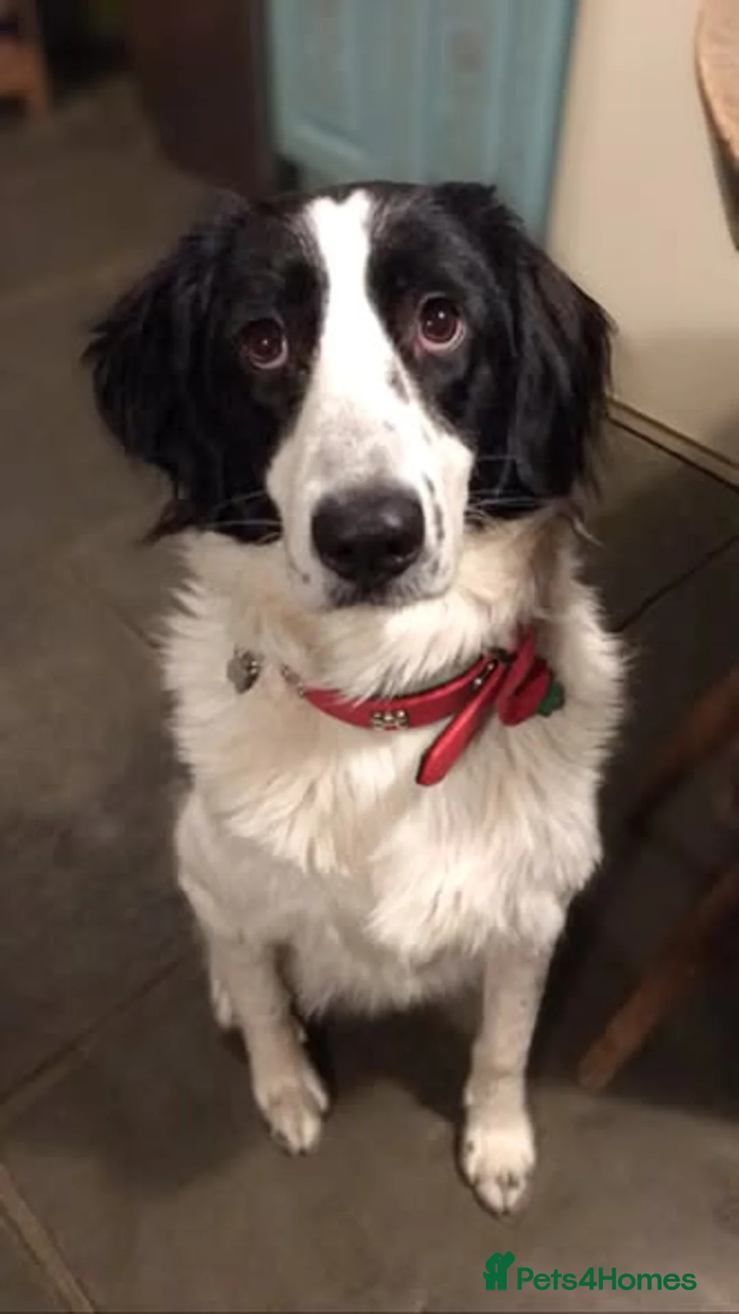 Pyrenean Sheepdog dogs for adoption: Beautiful Bamboo - Karachan Mix - Advert 2