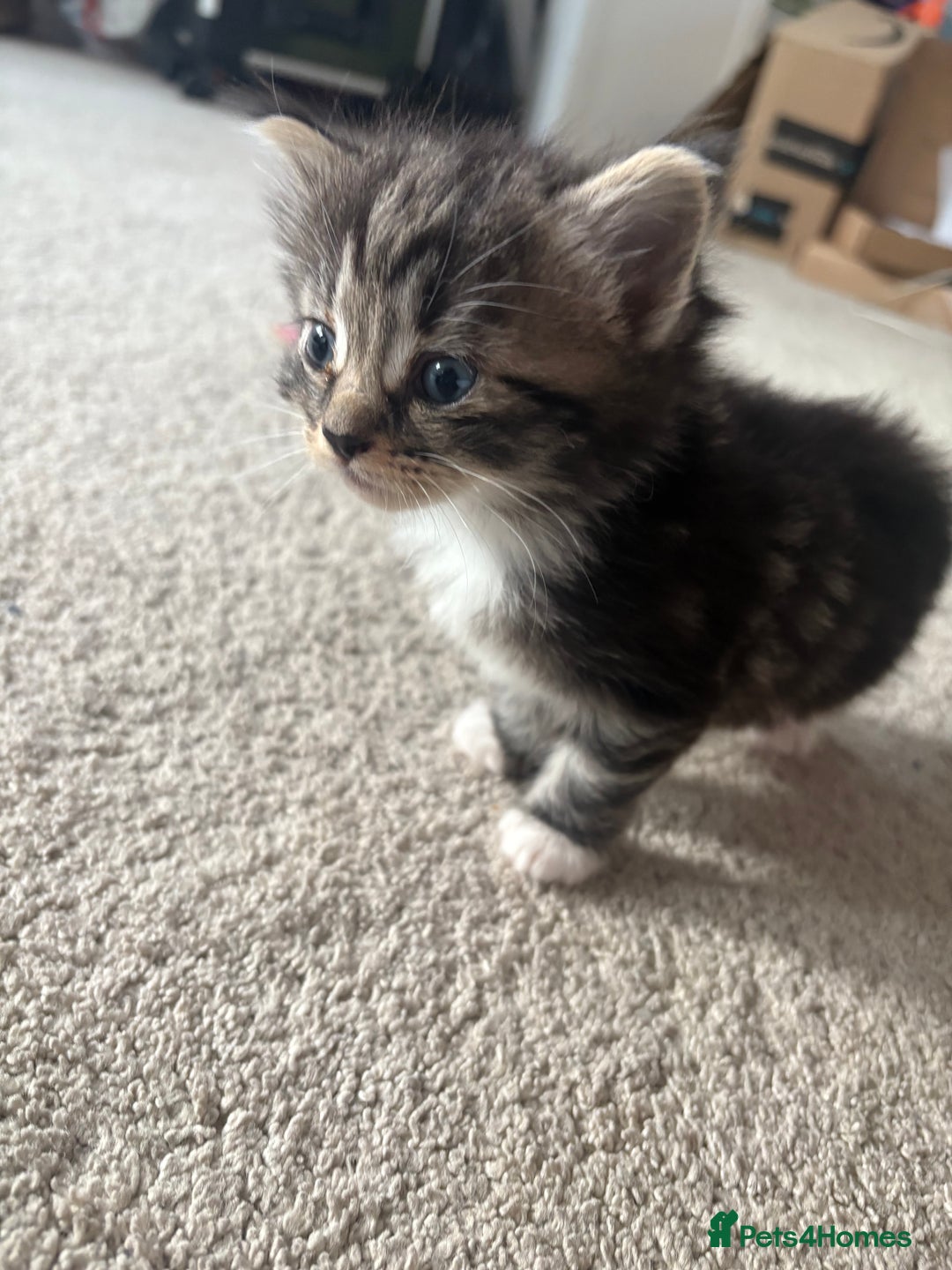 Ragdoll cats for sale: Ragdoll and Russian blue mix - Image 14