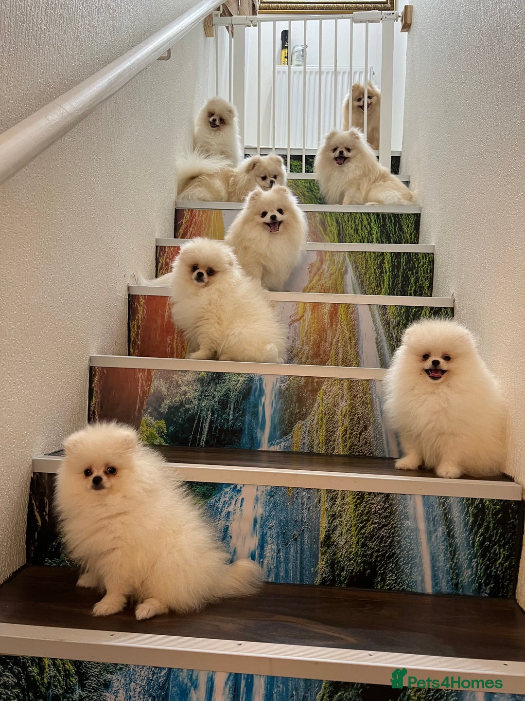 Pomeranian dogs for sale: Pomeranian puppy for sale - Advert 7