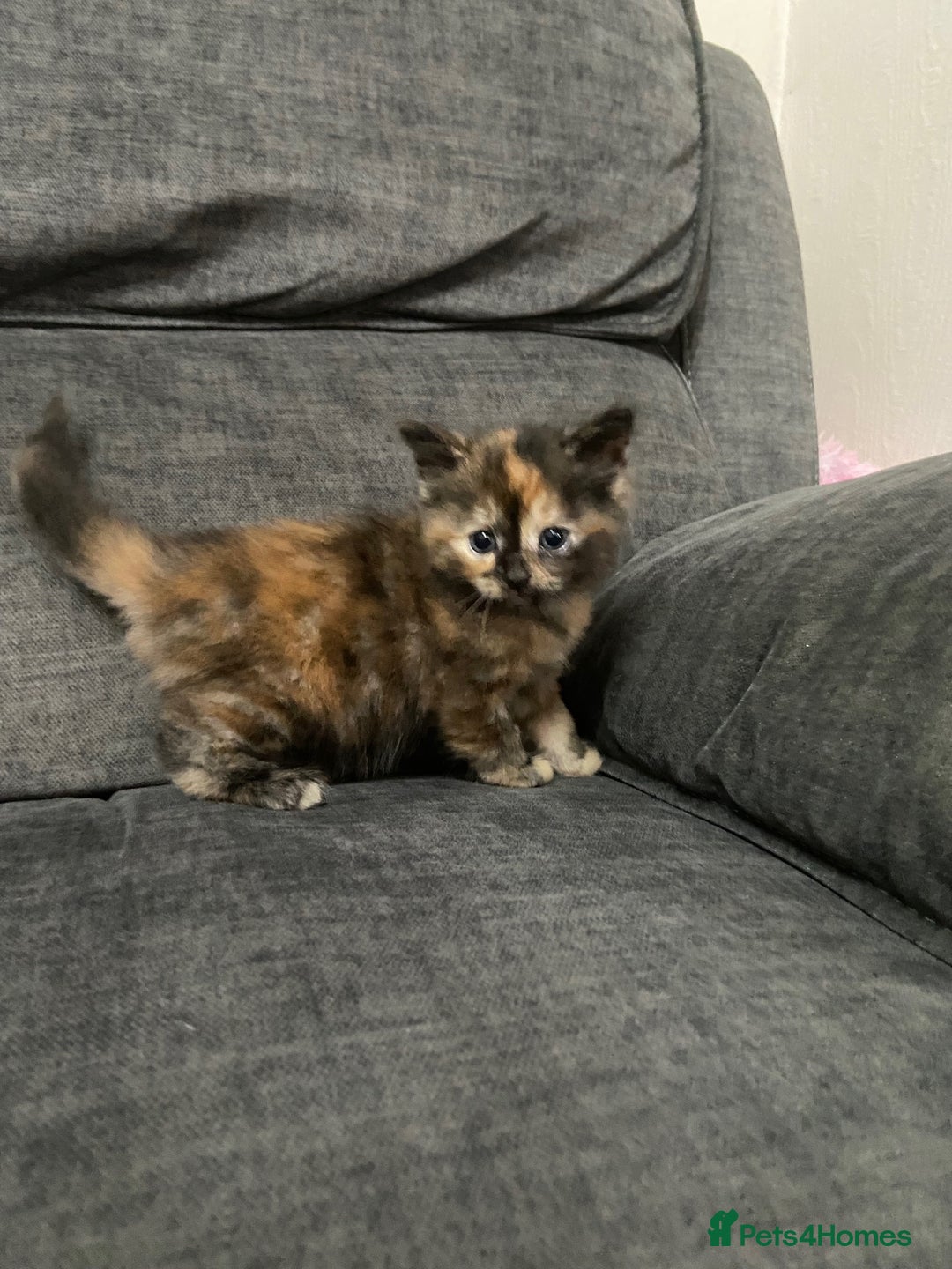Mixed Breed cats for sale: Mixed kittens ready to go early december - Image 17