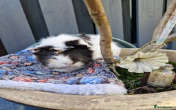 Guinea Pig rodents for sale: Beautiful abyssinian breed  - Image 5