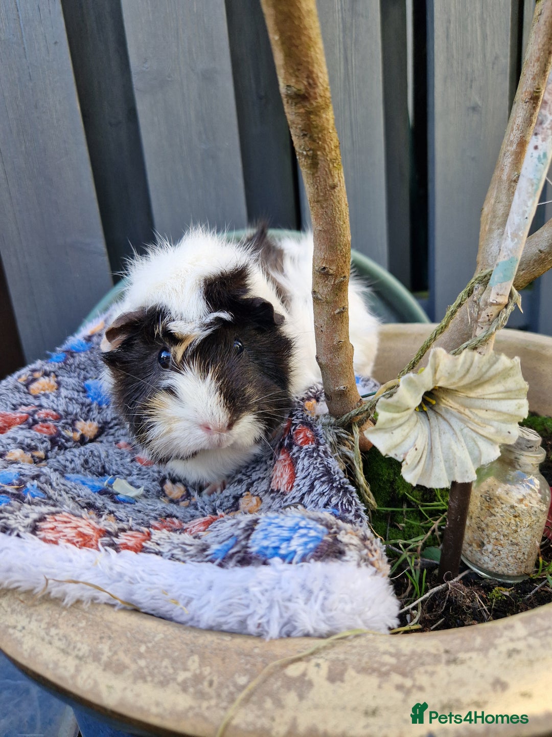 Guinea Pig rodents for sale: Beautiful abyssinian breed  - Image 5