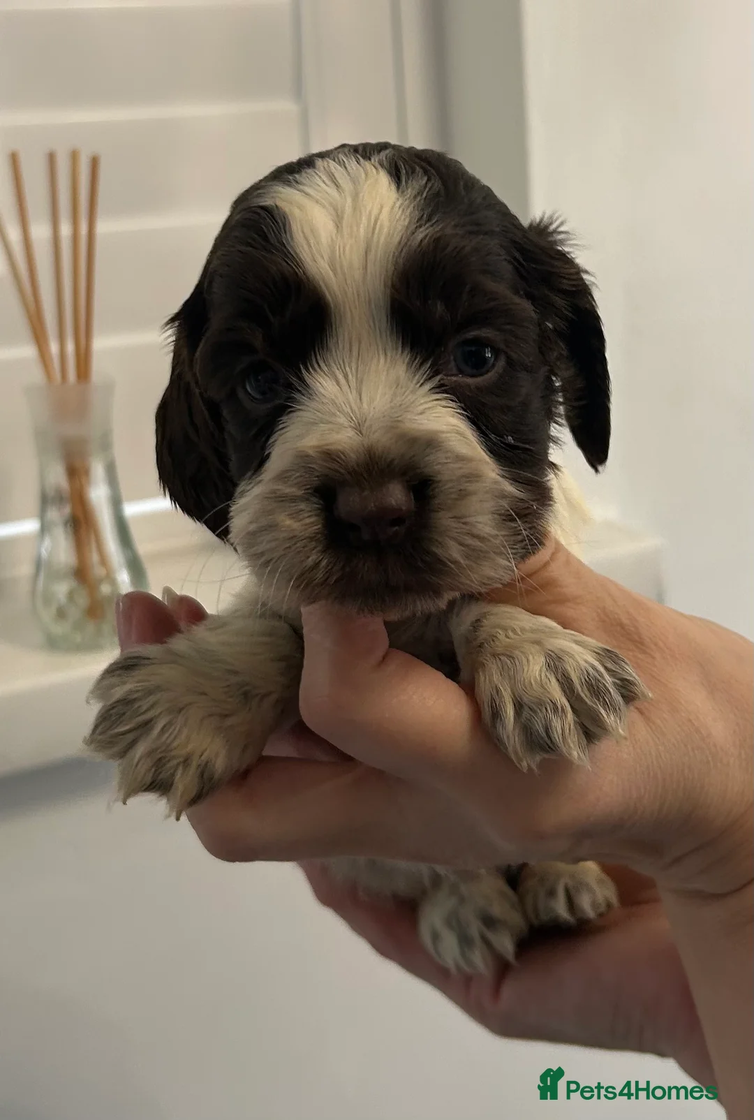 Cocker Spaniel dogs for sale: Beautiful cocker spaniel puppies  - Advert 8