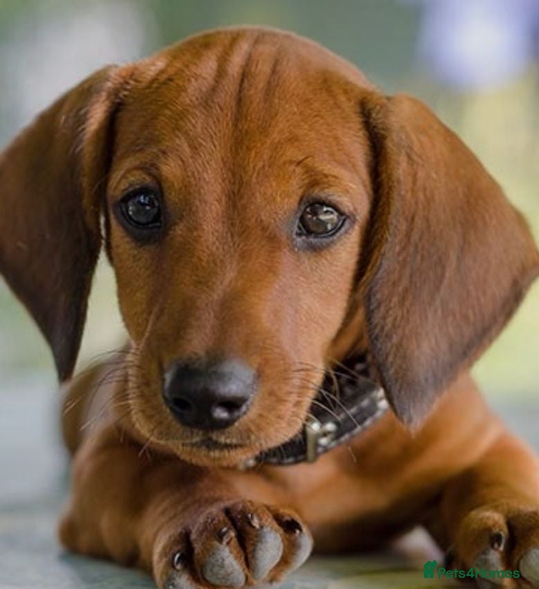 Dachshund dogs  SLINNKY, Our Playful miniature Dachshound pups  - Advert 1